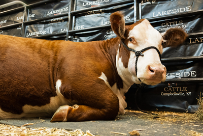 I went on a quest to find the cutest animal at the Kentucky State Fair&nbsp;