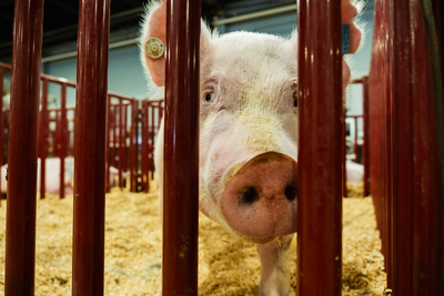 I went on a quest to find the cutest animal at the Kentucky State Fair&nbsp;