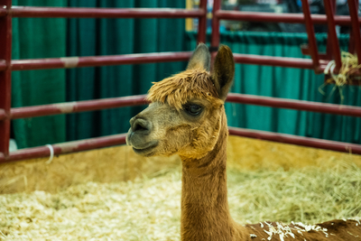 I went on a quest to find the cutest animal at the Kentucky State Fair&nbsp;