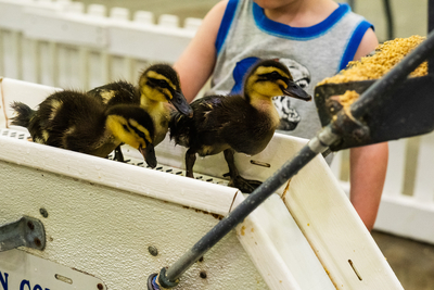 I went on a quest to find the cutest animal at the Kentucky State Fair&nbsp;