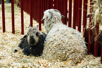 I went on a quest to find the cutest animal at the Kentucky State Fair&nbsp;
