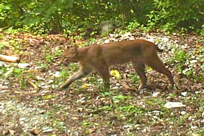 KY legislators legalized hunting bobcats at night. Experts worry about ‘overharvesting.’