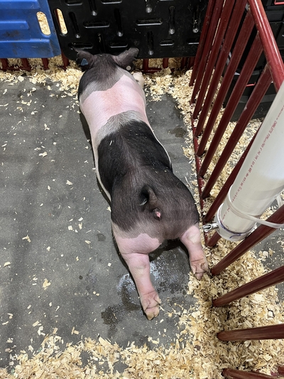 I went on a quest to find the cutest animal at the Kentucky State Fair&nbsp;