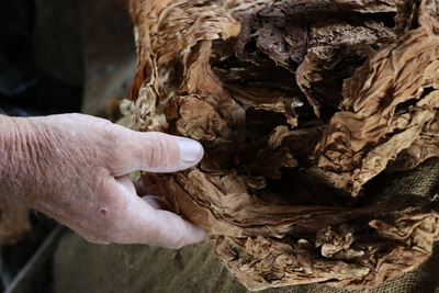 Anderson picks up cured tobacco by hand.