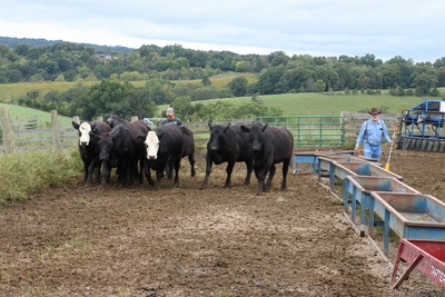 Cattle are moved on the farm.