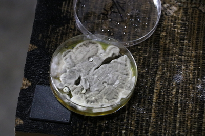 A mold sample in a plastic dish.