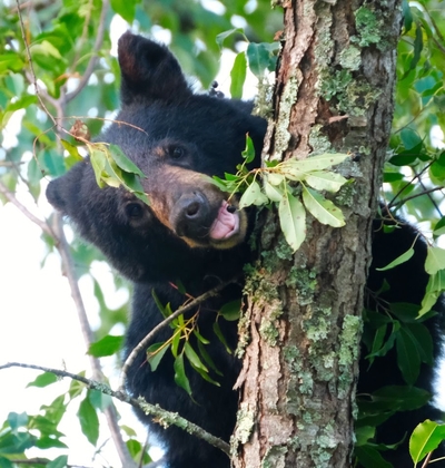 A black bear with an open mouth clinging to a tree eating a single cherry.