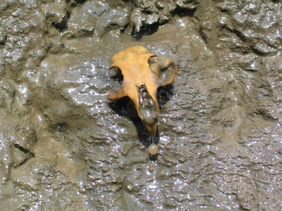 A yellow skull, in mud.