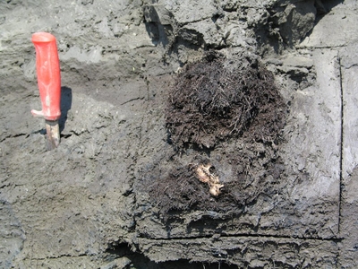 A piece of animal skull showing through mud, with a red-handled knife used for digging also sticking out of the mud on the left side of the image