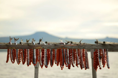 Freshly cut salmon dries on beach racks in Teller, a traditional Iñupiaq village on Western Alaska’s Seward Peninsula. Salmon are an essential food source for Teller residents, who otherwise must drive 70 miles on a gravel road to reach affordably priced groceries. (Photo by Berett Wilber for Northern Journal)