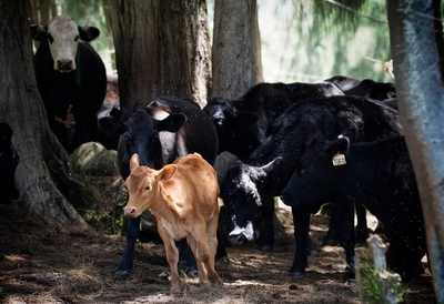 Kainalu Ranch cattle gather under the shade Wednesday, May 27, 2026, in Kaunakakai. Molokaʻi cattle ranchers are dealing with the state’s imposed bovine tuberculosis quarantine. (Kevin Fujii/Civil Beat/2026)