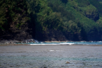 A Hawaiʻian Monk Seal surfaces in Hāʻena community fishing waters Sunday, June 28, 2026, in Hāʻena. This one swam to shore to meet up with a friend. (Kevin Fujii/Civil Beat/2026)