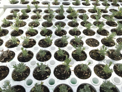 Dozens of small potted seedlings sprouting in large trays.