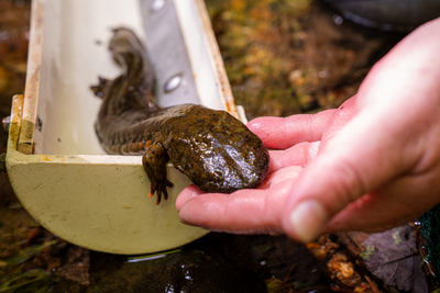 How Trump’s gutting of the Endangered Species Act could hurt three iconic Georgia species