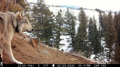 907F Trail Camera Footage
