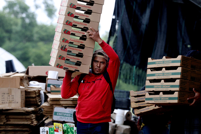 Sergio Munguia, an H-2A visa holder, carries boxes to package strawberries