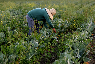 farmworker harvests cauliflower in San Benito County