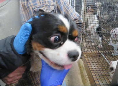 Puppy mill update: Iowa still leads the nation in both violators and citations