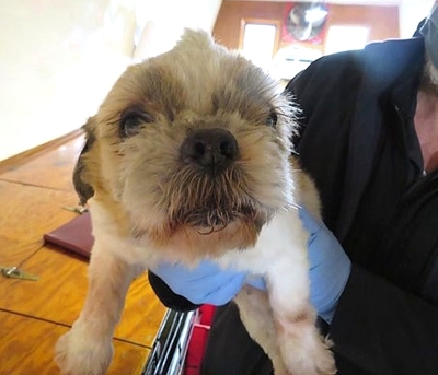 Puppy mill update: Iowa still leads the nation in both violators and citations