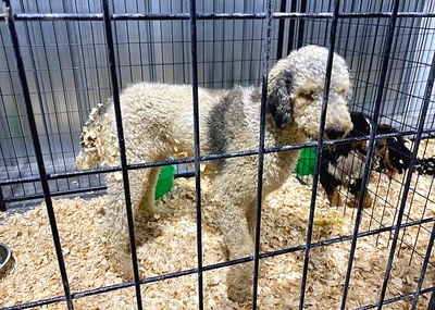 Report: USDA inspections of dog breeders are often late and incomplete