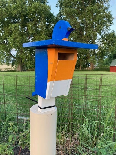 Bringing back the bluebirds