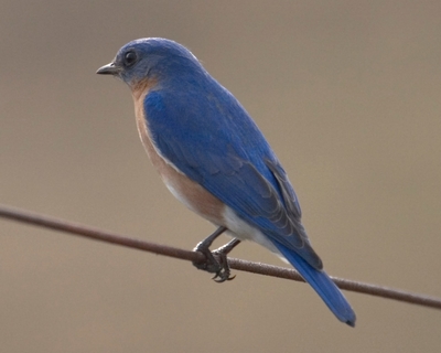 Bringing back the bluebirds