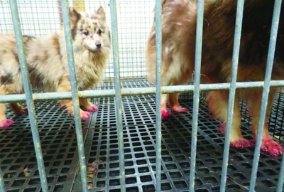Lawsuit over USDA’s puppy-mill licensing in Iowa at a standstill in federal court