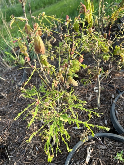 Pesticides ‘shatter’ leaves of Iowa’s state tree