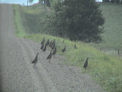 Decades of August roadside surveys in Iowa show wildlife and habitat changes