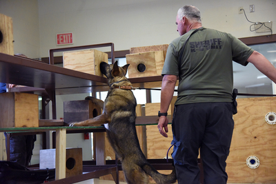 Legal marijuana puts drug-sniffing police dogs out of work in Missouri