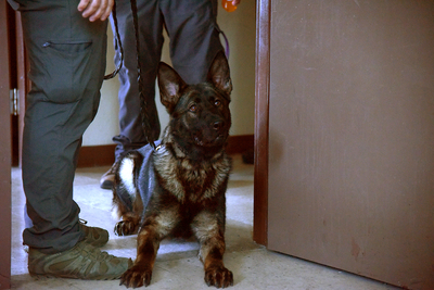 Legal marijuana puts drug-sniffing police dogs out of work in Missouri