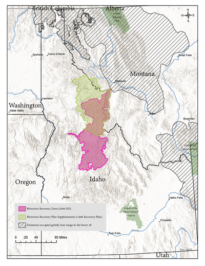 Bitterroot Ecosystem Grizzly bears could be restored to the Bitterroot ecosystem | News From ...