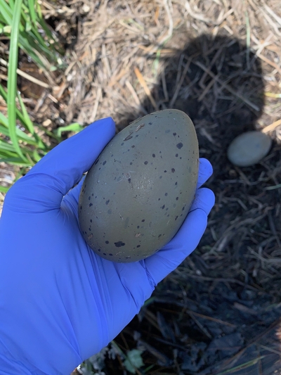 Loon egg