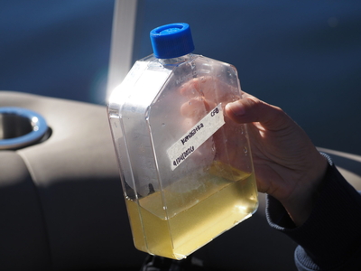 3 summers after costly cyanobacteria treatment, a small NH lake is still in the clear