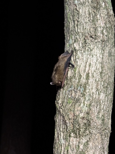 As federal protections shrink, fate of NH wildlife increasingly in state lawmakers’ hands&nbsp;
