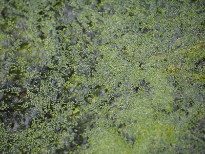 Cyanobacteria, and their toxins, are incredibly diverse. How can risk be measured?&nbsp;