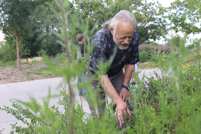 Bugging out: New Mexico insects face significant declines