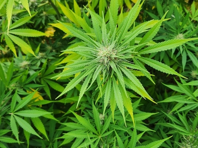 Hemp plant