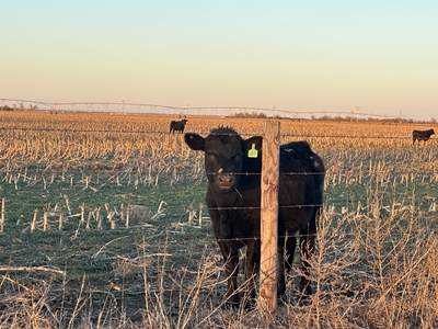 A cow in a field.