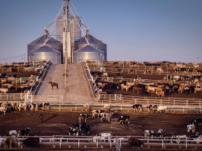 A cowboy watching cattle in a feedlot.