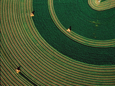 A field of alfalfa.