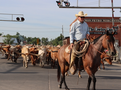 A cowboy driving longhorn.