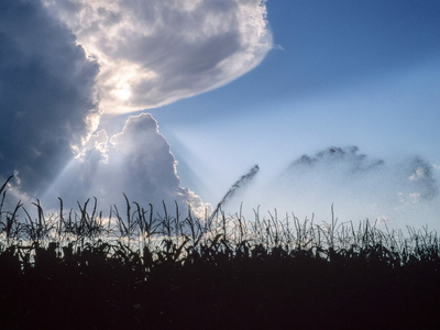 A corn field in Nebraska.