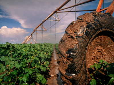 An irrigation system in a corn field.