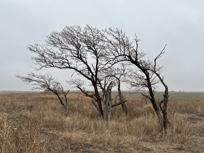 Trees on the Kansas plains.