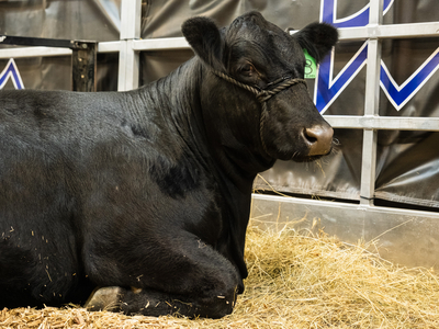 I went on a quest to find the cutest animal at the Kentucky State Fair&nbsp;
