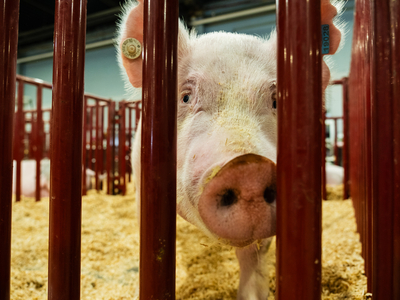 I went on a quest to find the cutest animal at the Kentucky State Fair&nbsp;