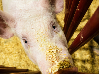 I went on a quest to find the cutest animal at the Kentucky State Fair&nbsp;
