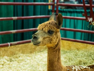 I went on a quest to find the cutest animal at the Kentucky State Fair&nbsp;