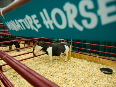 I went on a quest to find the cutest animal at the Kentucky State Fair&nbsp;